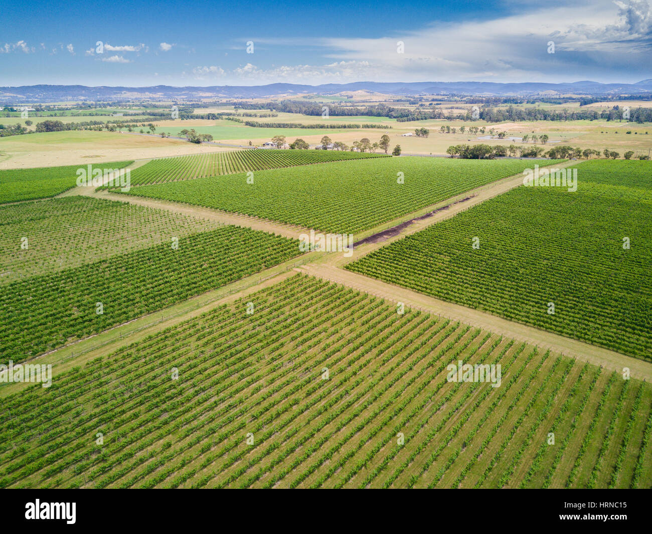 Vista aérea directamente encima de un viñedo en el valle de Yarra, Melbourne, Australia. Una famosa región vinícola que produce vino para todo el mundo. Foto de stock