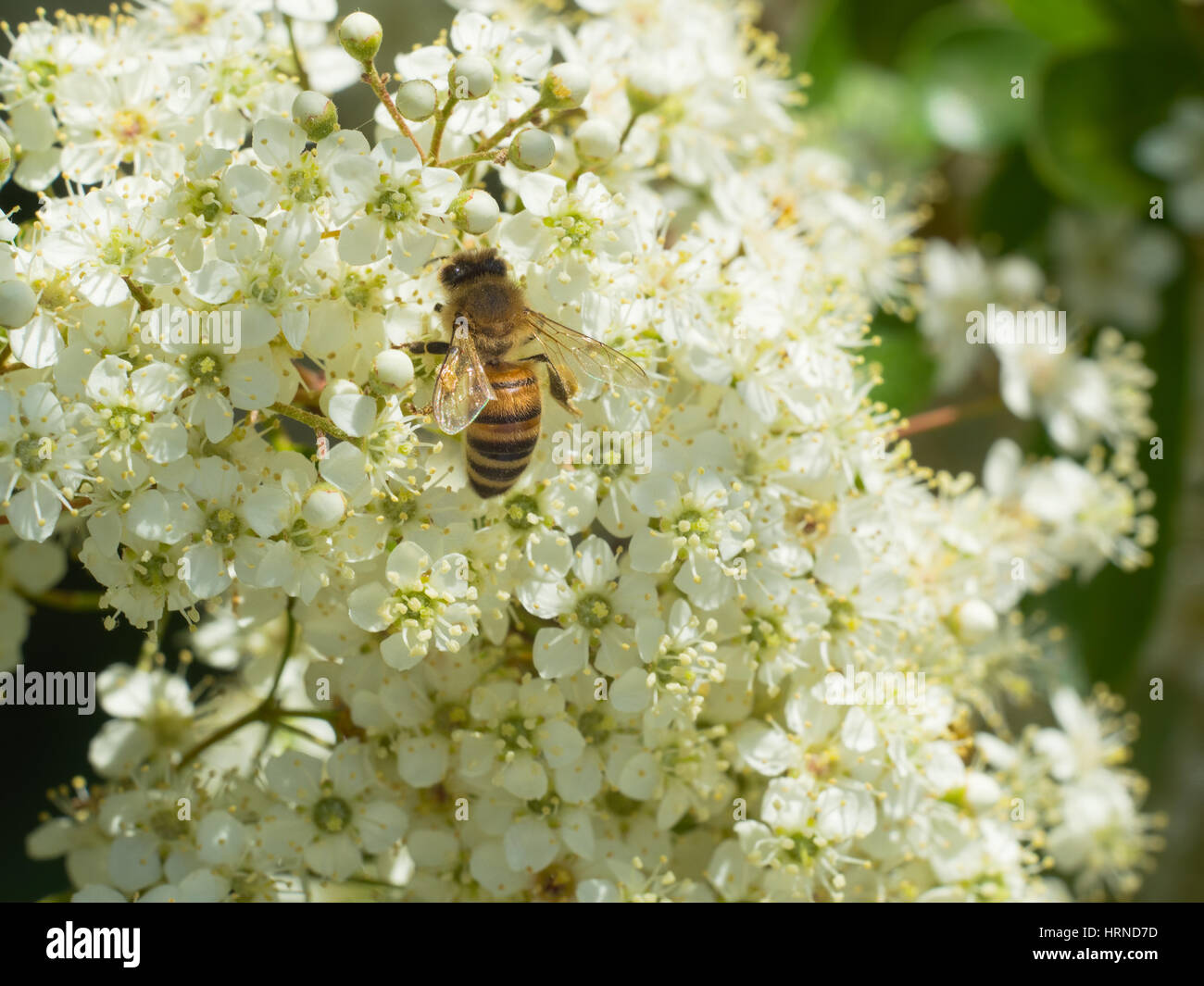 Abeja trabajadora chupar néctar de un racimo de pequeñas flores blancas de un arbusto Foto de stock