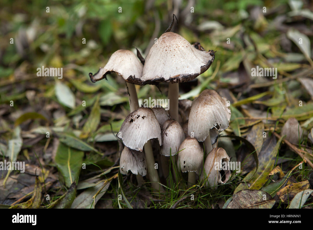 Tapón de tinta común (Coprinopsis atramentaria), también conocido como el inky cap seta. Foto de stock