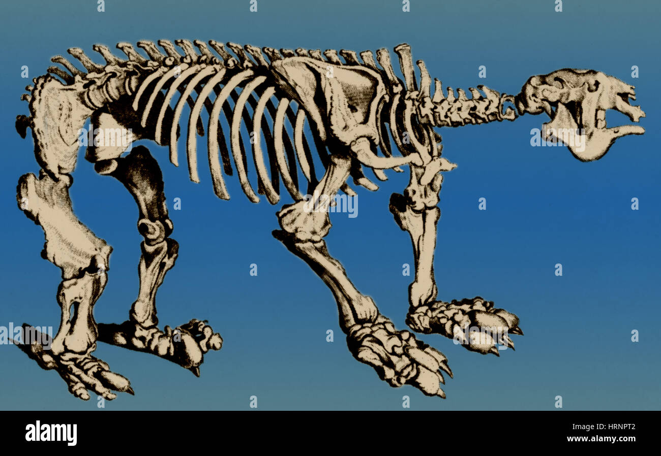 Megatherium, extinto Ground Sloth Foto de stock