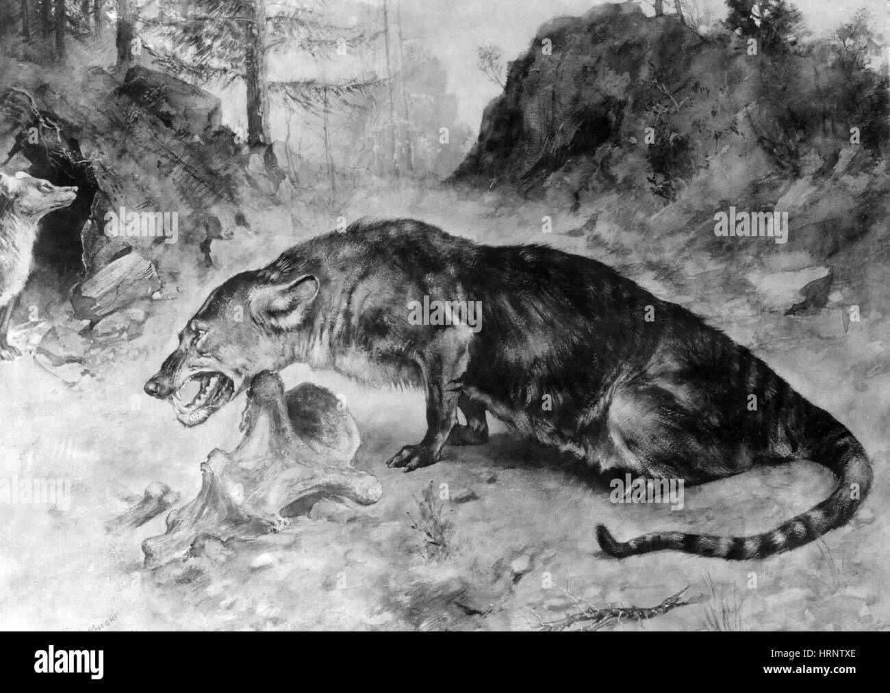 Creodont, extinto de mamíferos depredadores Foto de stock
