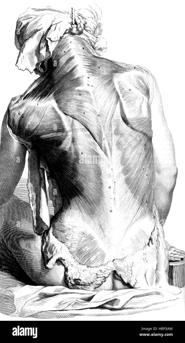 Anatomia humani corporis, cuadro 27, 1690 Foto de stock