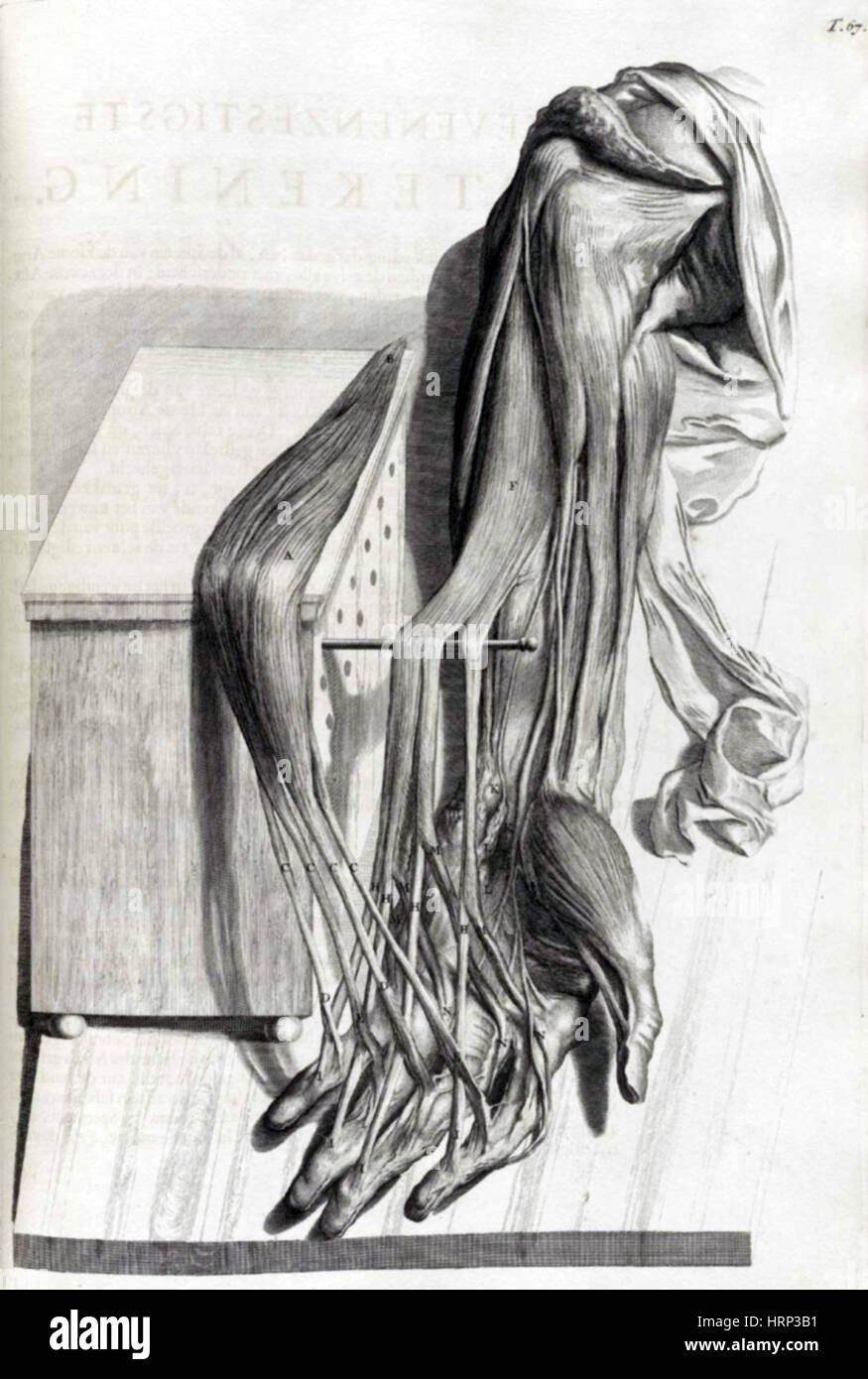 Anatomia humani corporis, Mesa 67, 1690 Foto de stock