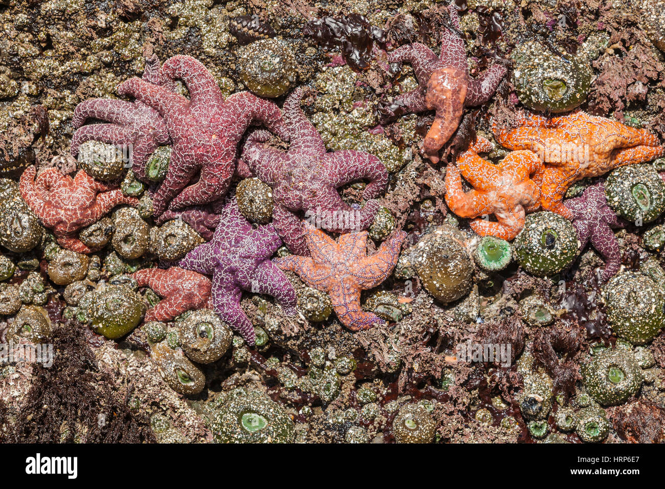 Una roca cubierta con las anémonas de mar y estrellas de mar. Algunas de las estrellas de mar tienen la estrella de mar de la caquexia, 2013 segunda playa en la península Olímpica de WA. Foto de stock