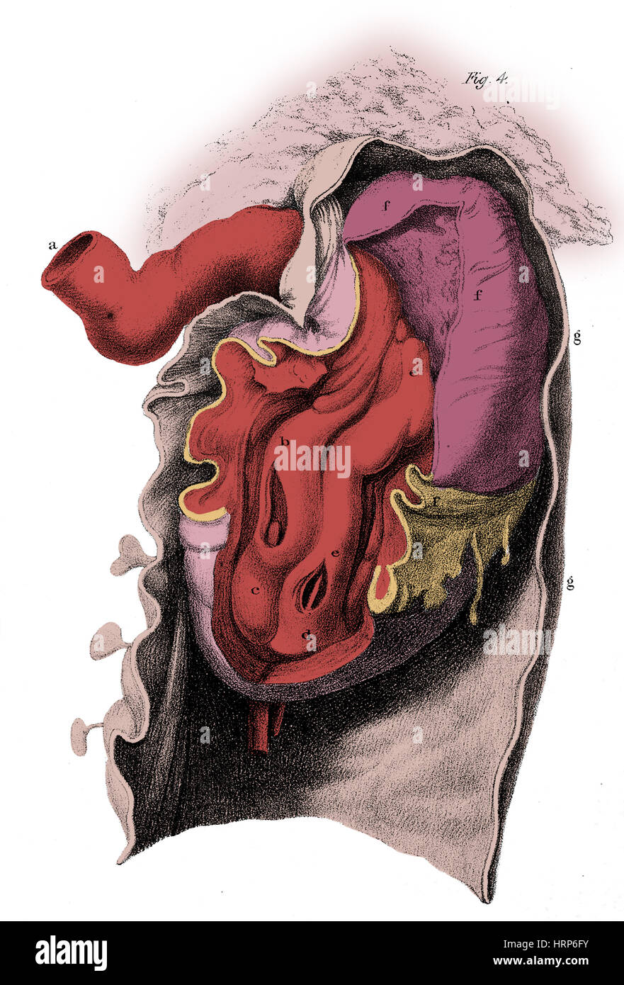 Anatomía del Corazón, la ilustración, el siglo XVIII. Foto de stock