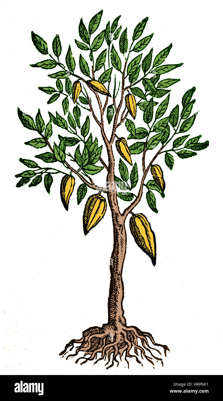 Árbol de cacao, Theobroma Cacao, 1649 Foto de stock