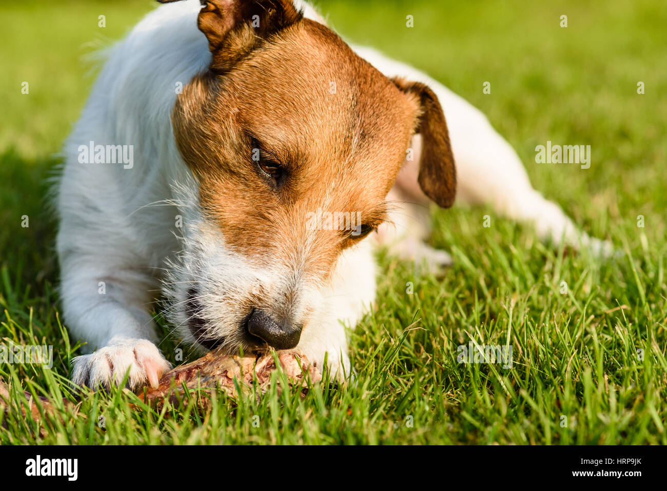 Contenta y feliz perro comiendo carne con hueso recostados sobre el pasto verde Foto de stock