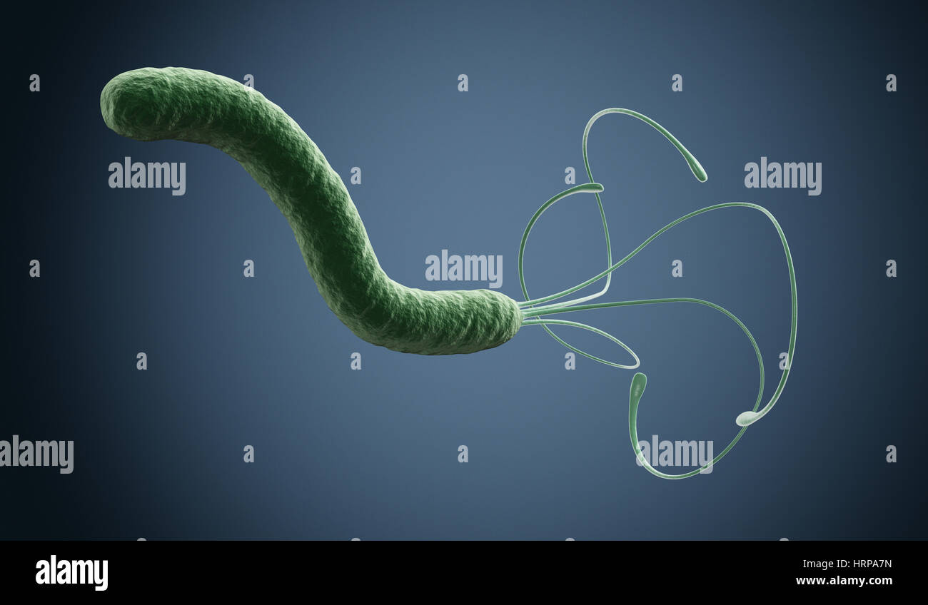 Una bacteria Helicobacter pylori bajo el microscopio (3D Render Fotografía  de stock - Alamy