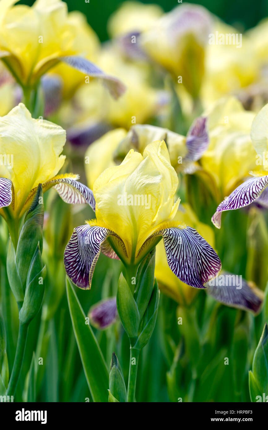 Amarillo brillante Iris siberianos florecen en un jardín. Foto de stock
