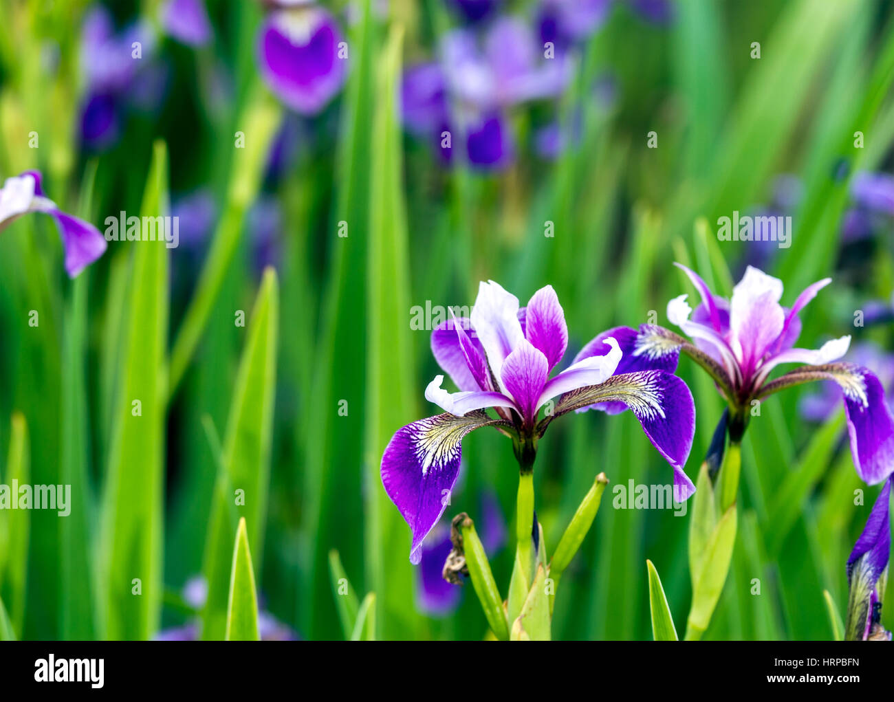 La primavera. Siberiano púrpura (Iris sibirica) que florece en el jardín. Foto de stock
