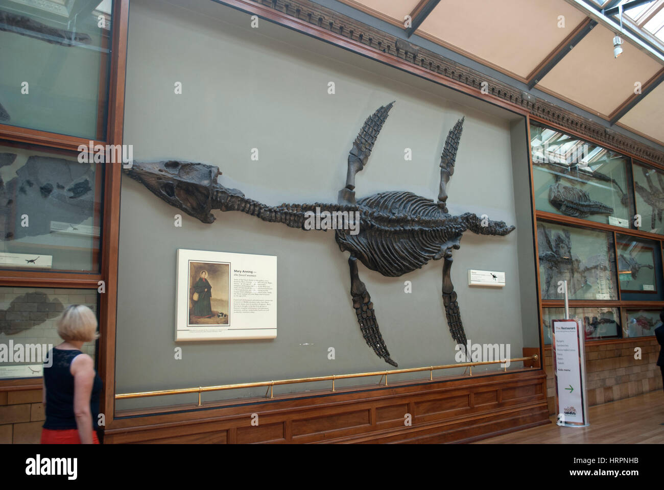 Plesiosaurus fósil en el Museo de Historia Natural de Londres Foto de stock