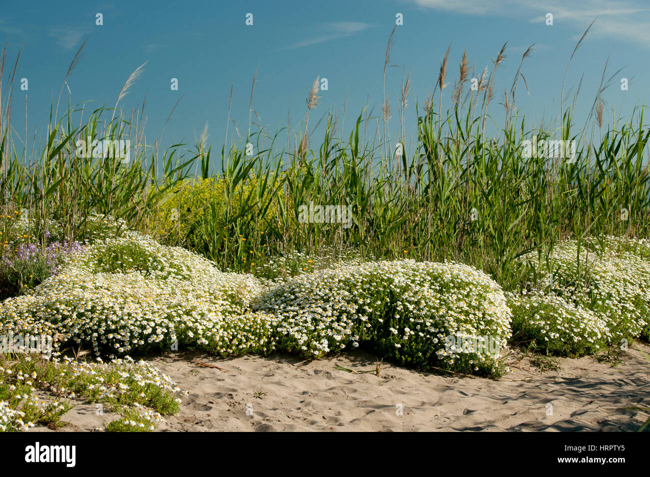 La naturaleza hermosa escena con flor flores de manzanilla Foto de stock