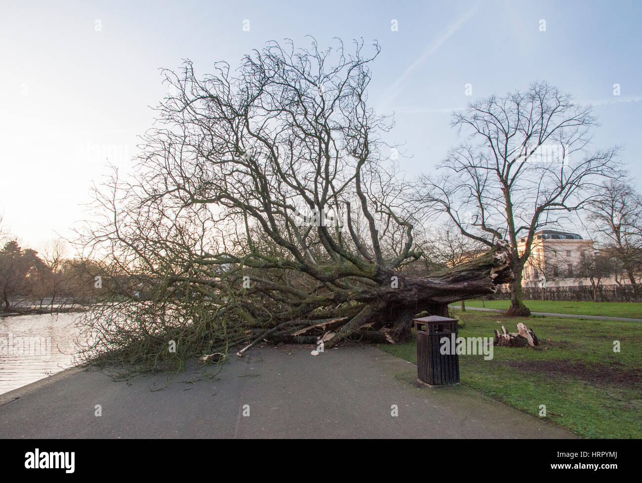 Árbol derribado por la tormenta, Doris (23.03.2017), Regents Park, Londres, Reino Unido, Islas Británicas Foto de stock