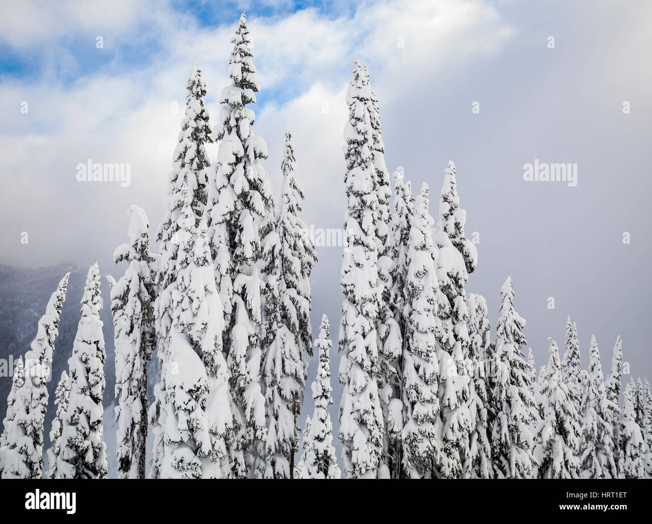 Árboles cubiertos de nieve en las Montañas Cascade, en Washington, EE.UU.. Foto de stock