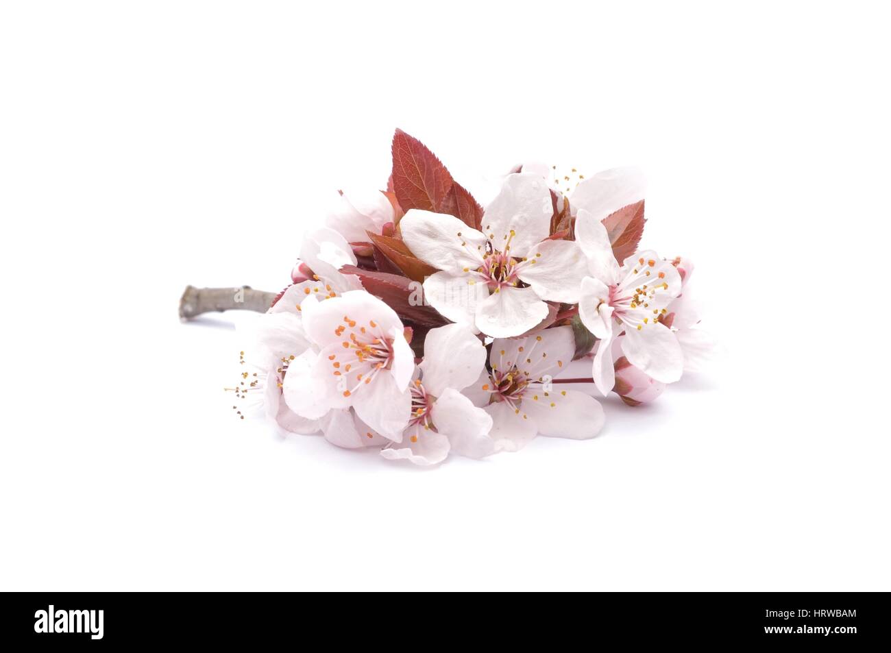 Flor de cerezo rojo Imágenes recortadas de stock - Alamy