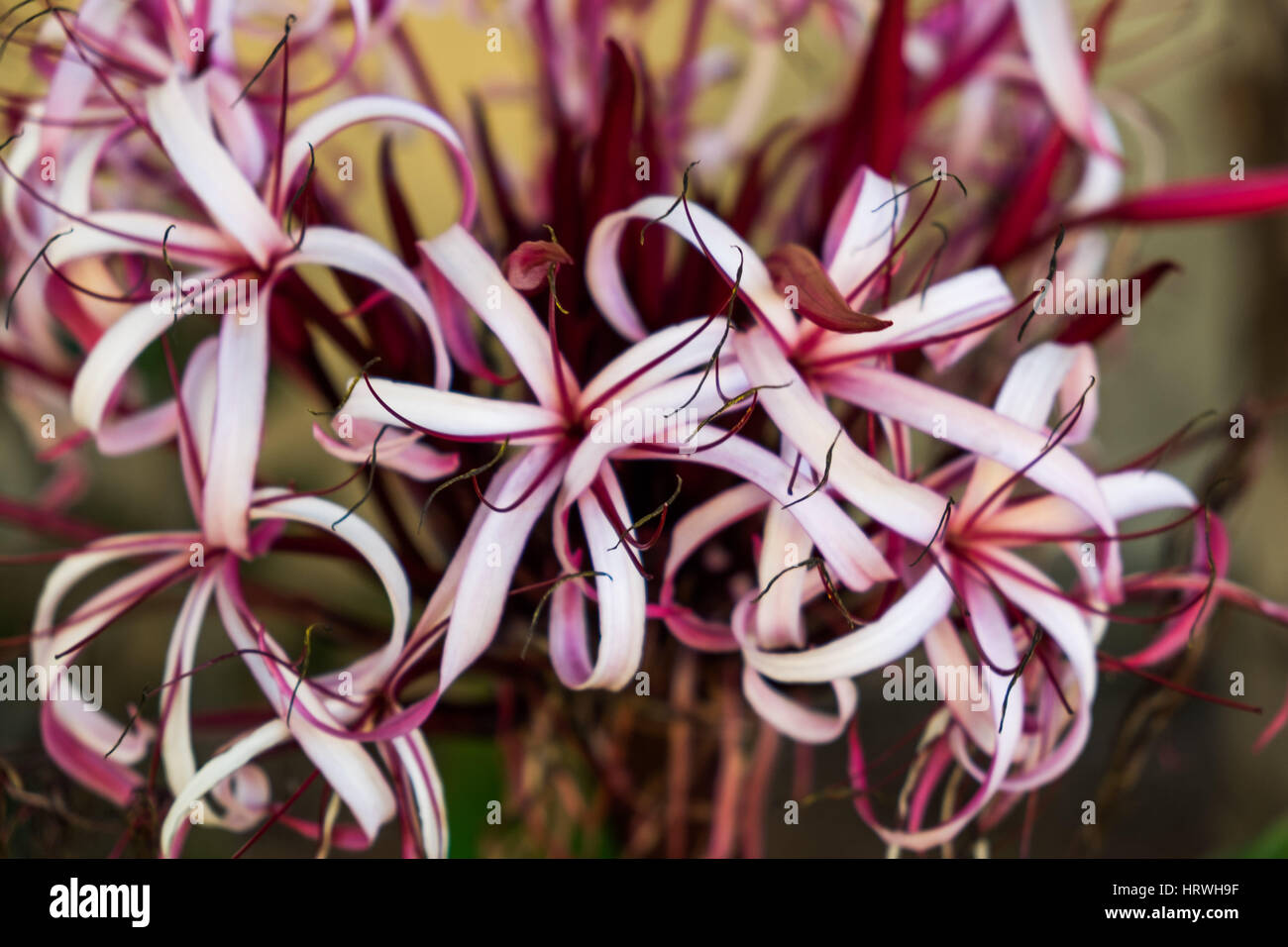 Cierre de la flor Crinum Lirio en el Caribe, Gran Caimán, Islas Caimán Foto de stock