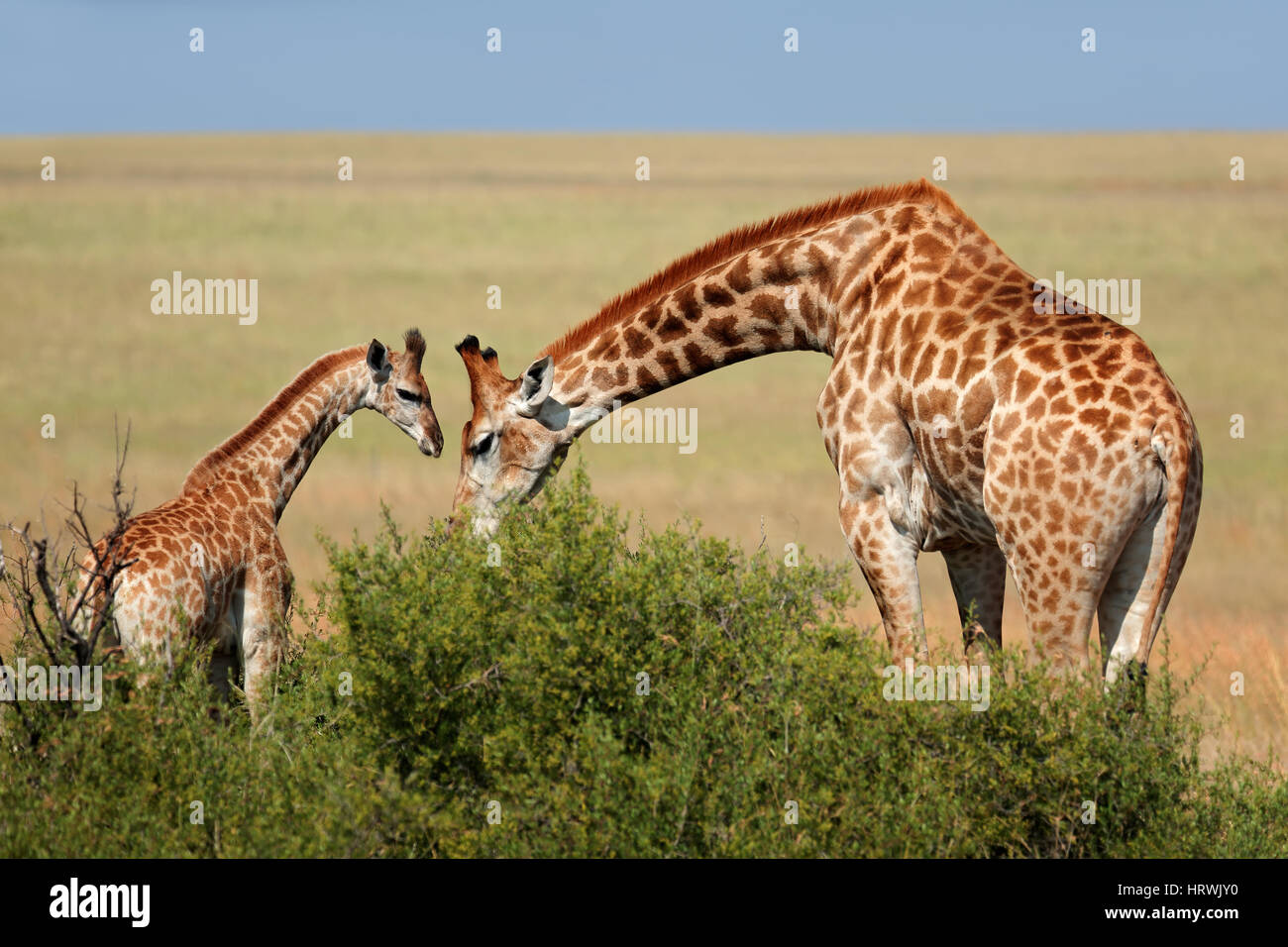 Una vaca jirafa (Giraffa camelopardalis) y cría, Sudáfrica Foto de stock