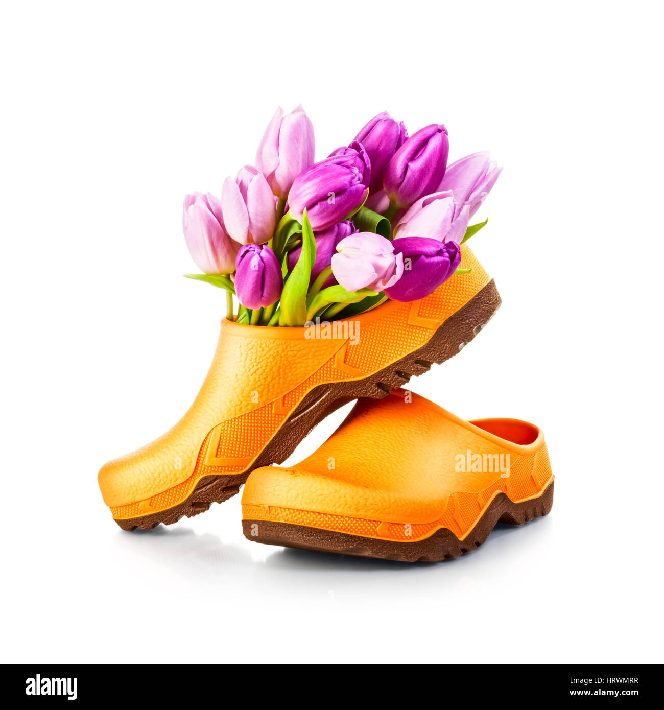 Primavera tulip flores y jardín zapatos zueco aislado sobre fondo blanco trazado de recorte incluido Foto de stock