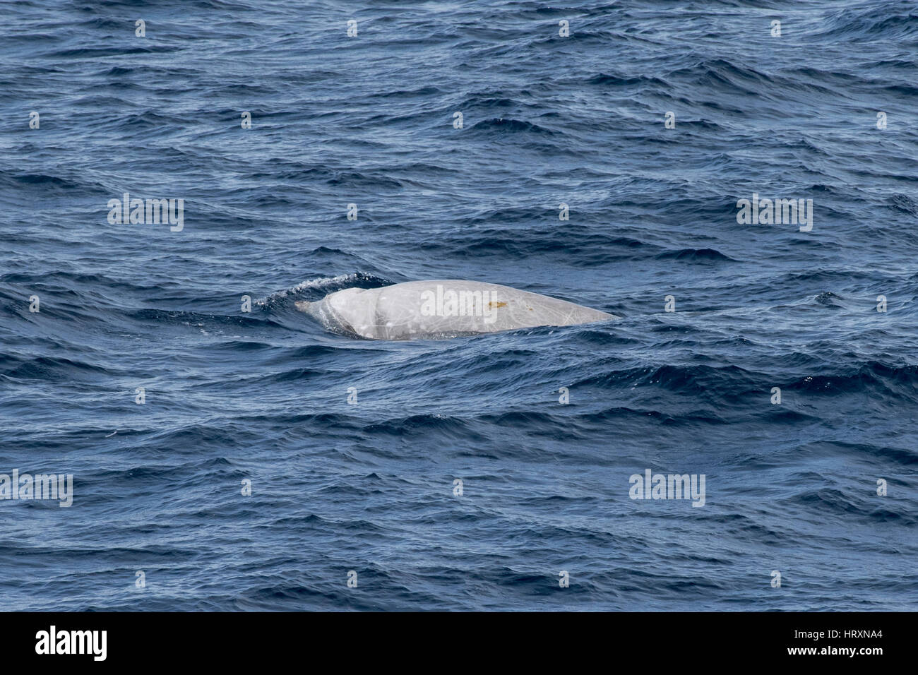 Macho de ballena de Cuvier o edredones de ballena picuda, Ziphius cavirostris, surgen varios cientos de millas de Mauritania, el Norte de África Foto de stock