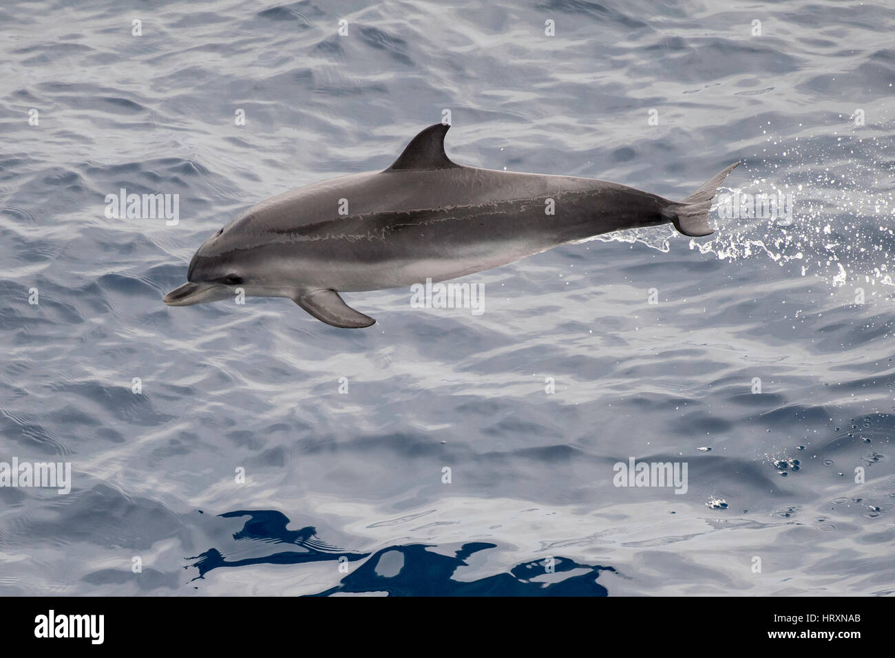 Menores de delfines moteados del Atlántico, Stenella frontalis, incumpliendo frente al Sahara Occidental, África del Norte, el Océano Atlántico Foto de stock