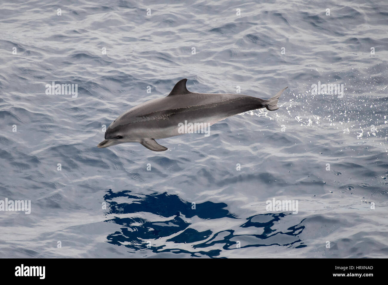 Menores de delfines moteados del Atlántico, Stenella frontalis, incumpliendo frente al Sahara Occidental, África del Norte, el Océano Atlántico Foto de stock