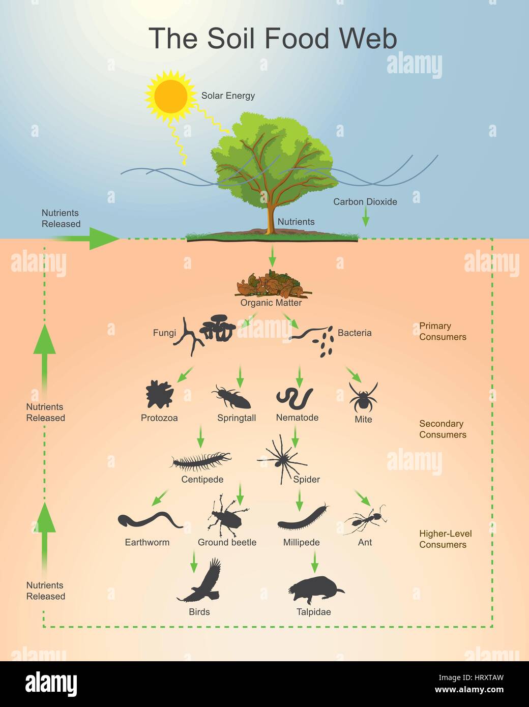 La red alimentaria del suelo es la comunidad de organismos que viven toda o parte de su vida en la tierra. Describe un complejo sistema de vida en la tierra y ho Ilustración del Vector