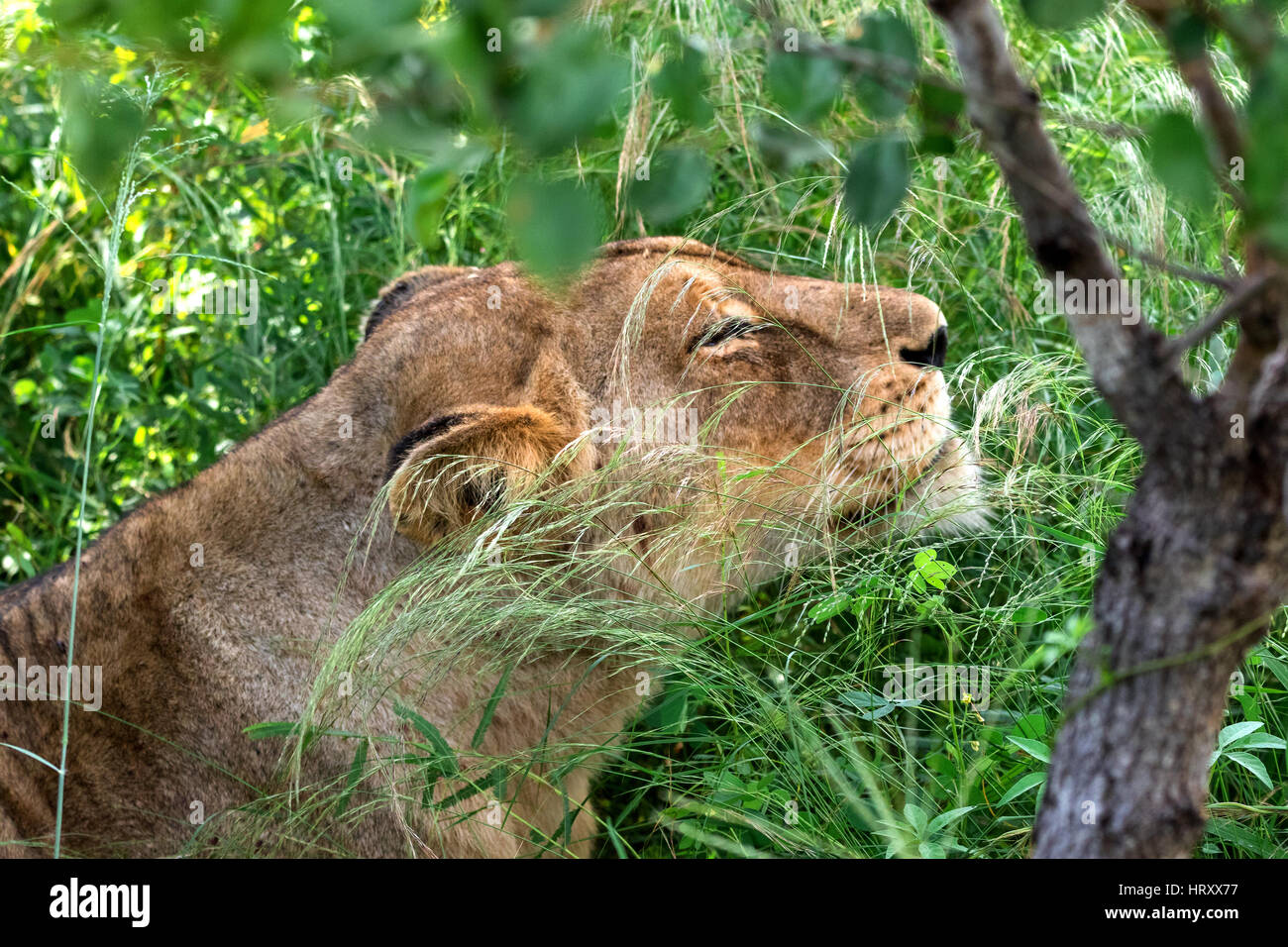 León Africano relajado en la pradera Foto de stock