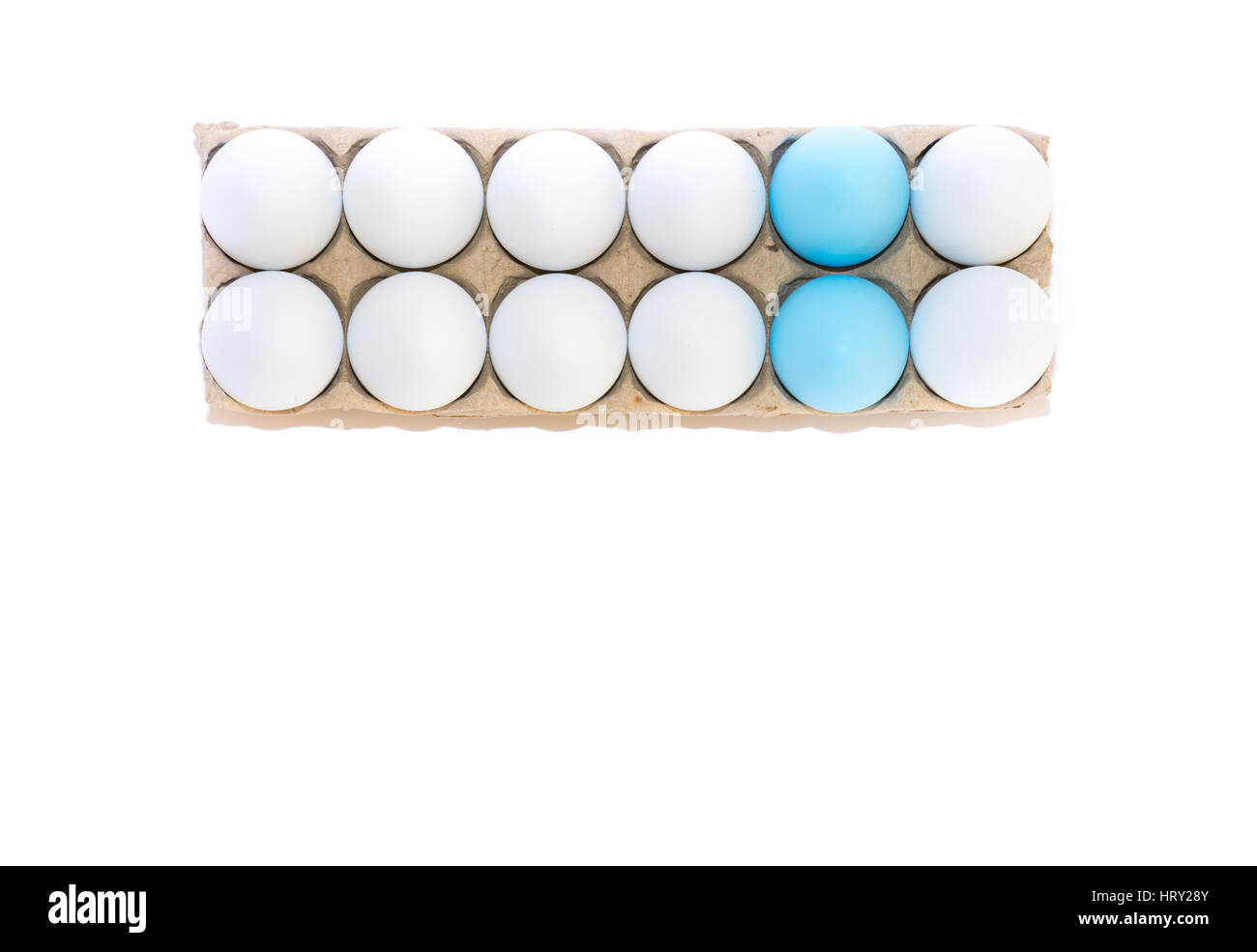 Dos huevos de Pascua teñidos de Robin's Egg azul y diez huevos de gallina blanca en cartón desde arriba contra un fondo blanco con espacio de copia. Foto de stock