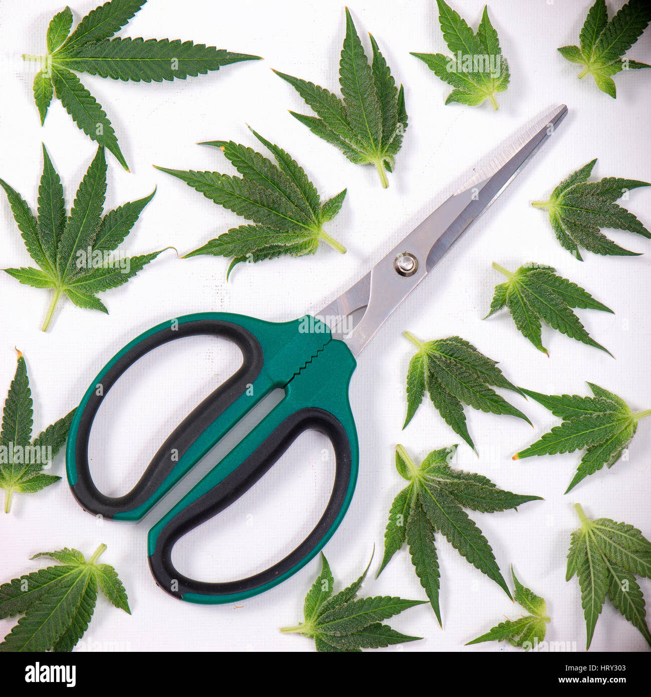 Tijeras de fresado con pequeñas hojas de cannabis aislado sobre fondo blanco - Concepto de marihuana medicinal Foto de stock