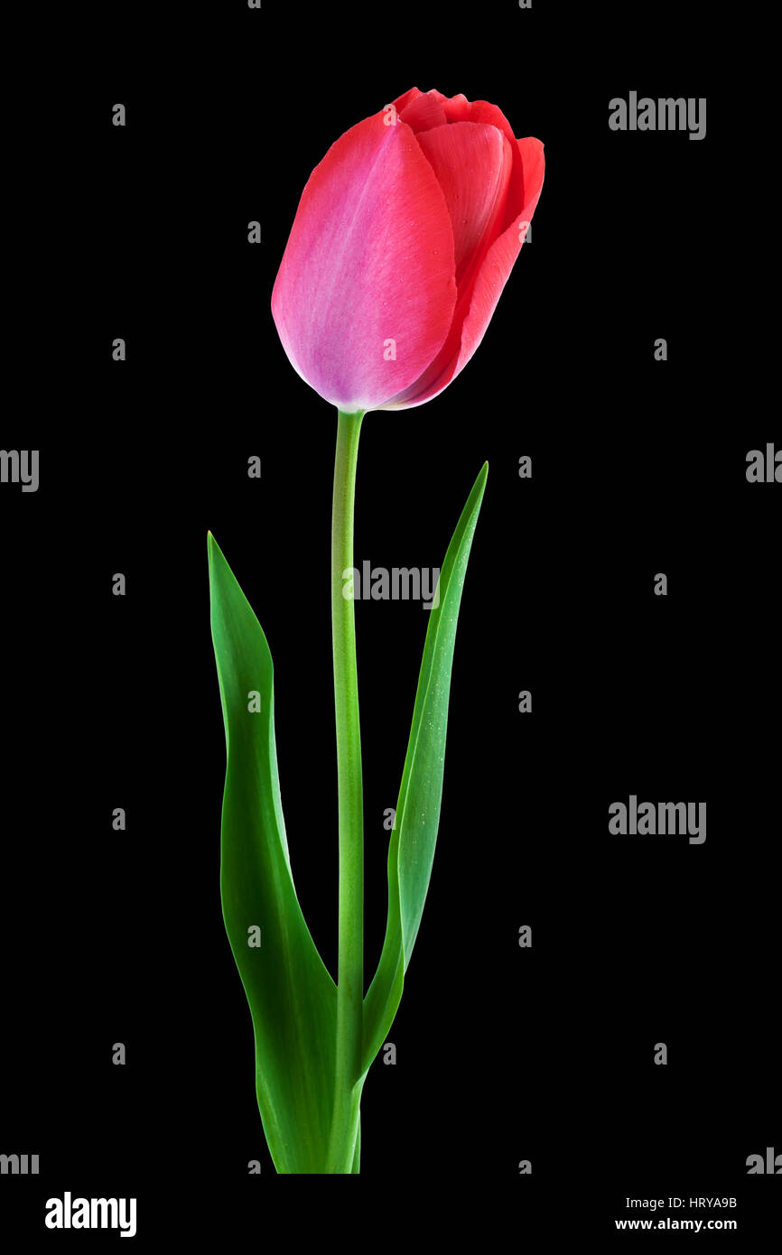 Tulip rosa sobre fondo negro composición vertical Foto de stock