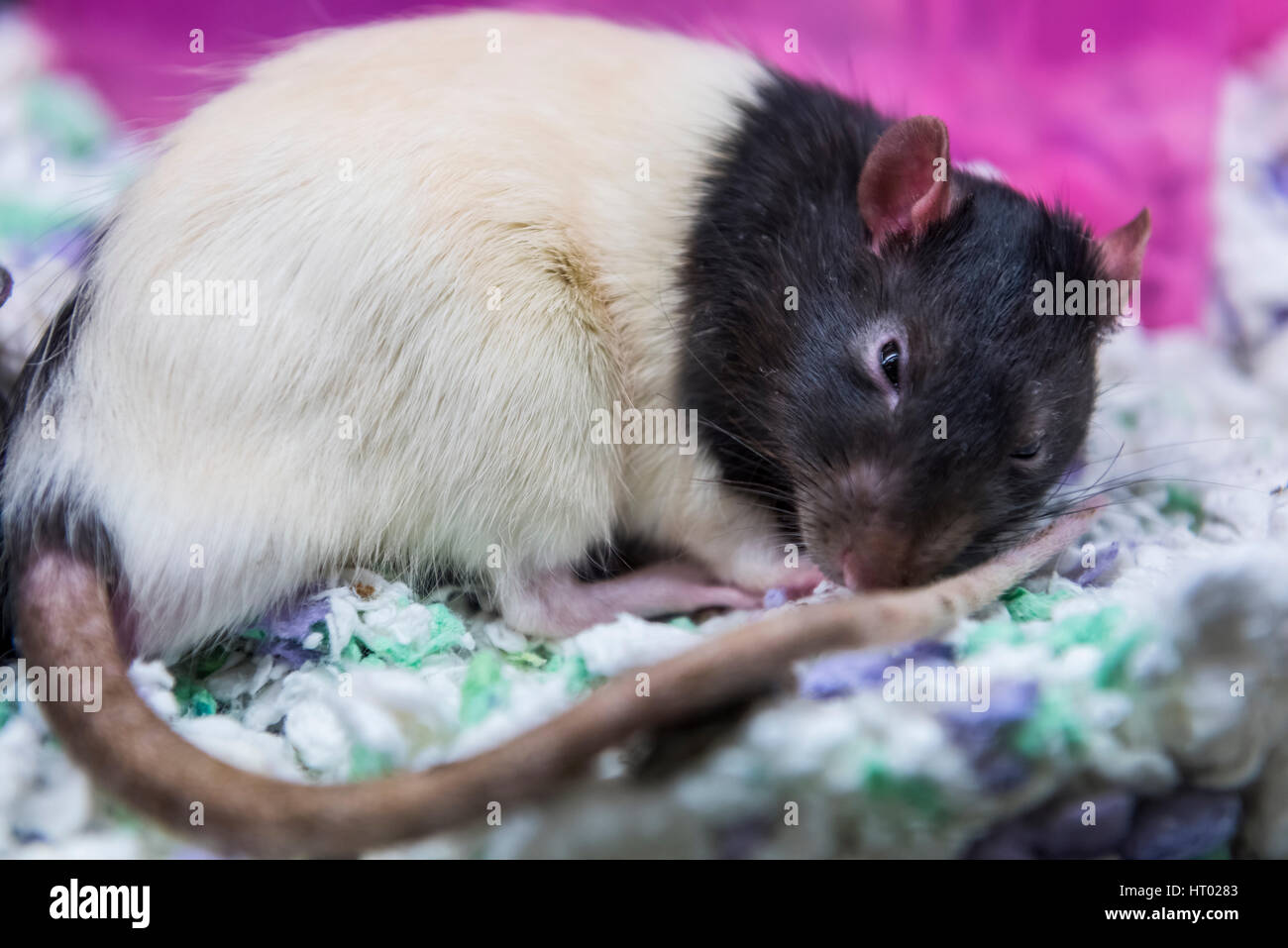 Negro Y Rata Blanca Durmiendo En Jaula Fotografia De Stock Alamy