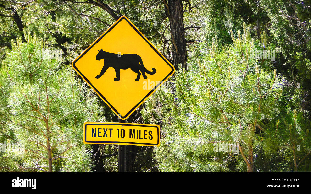 Signo puma animales salvajes cruzando el próximo 10 millas usa señales de  carretera Fotografía de stock - Alamy