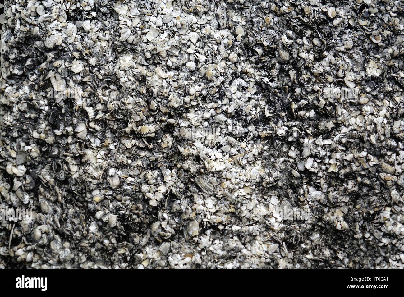 Rock Cochina, mostrando conchas incrustados Foto de stock