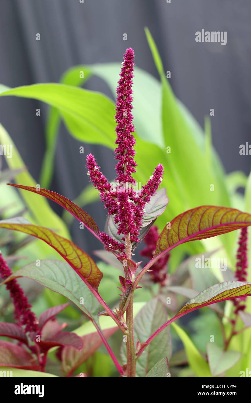 Amaranthus tricolor o conocido como el Amaranto Rojo Foto de stock