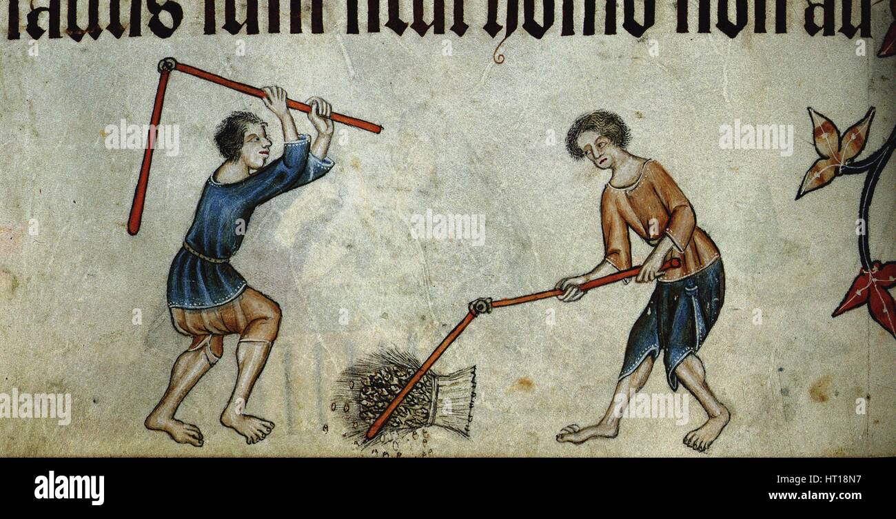 Dos hombres gavilla de trilla (desde el Salterio Luttrell), ca 1330. Artista: Anónimo Foto de stock