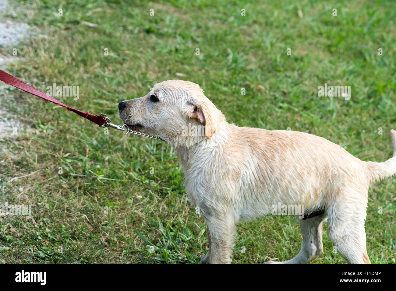 Una pertinaz Labrador Retriever cachorro tira hacia atrás sobre la correa. Foto de stock