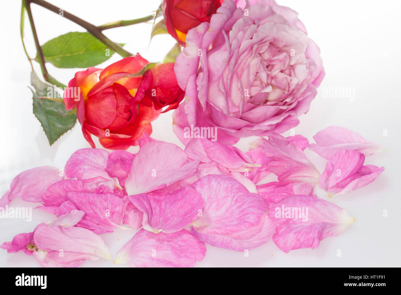 Rose, Rosen-Blüten, Blütenblätter Blütenblatt Rosen-Blütenblätter,,,,, Kulturrose Garten-Rose Gartenrose, Kultur-Rose, Rosa, Rosa De spec. Foto de stock