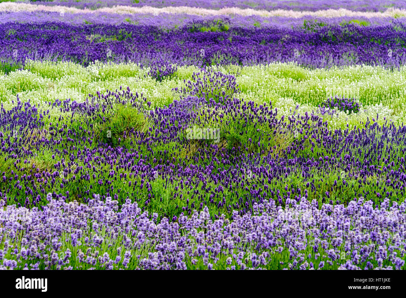 La lavanda crece en los Cotswolds inglés Fotografía de stock Alamy