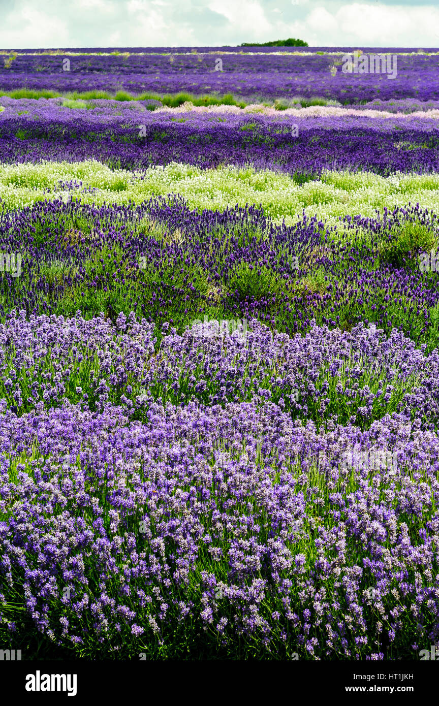 La lavanda crece en los Cotswolds inglés Fotografía de stock Alamy