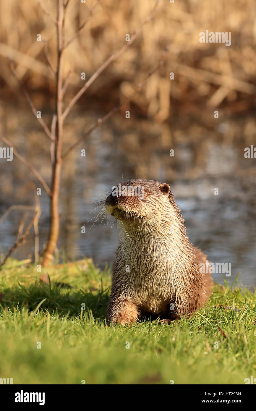 Nutria surgió del estanque sobre la hierba mirando alerta. Foto de stock