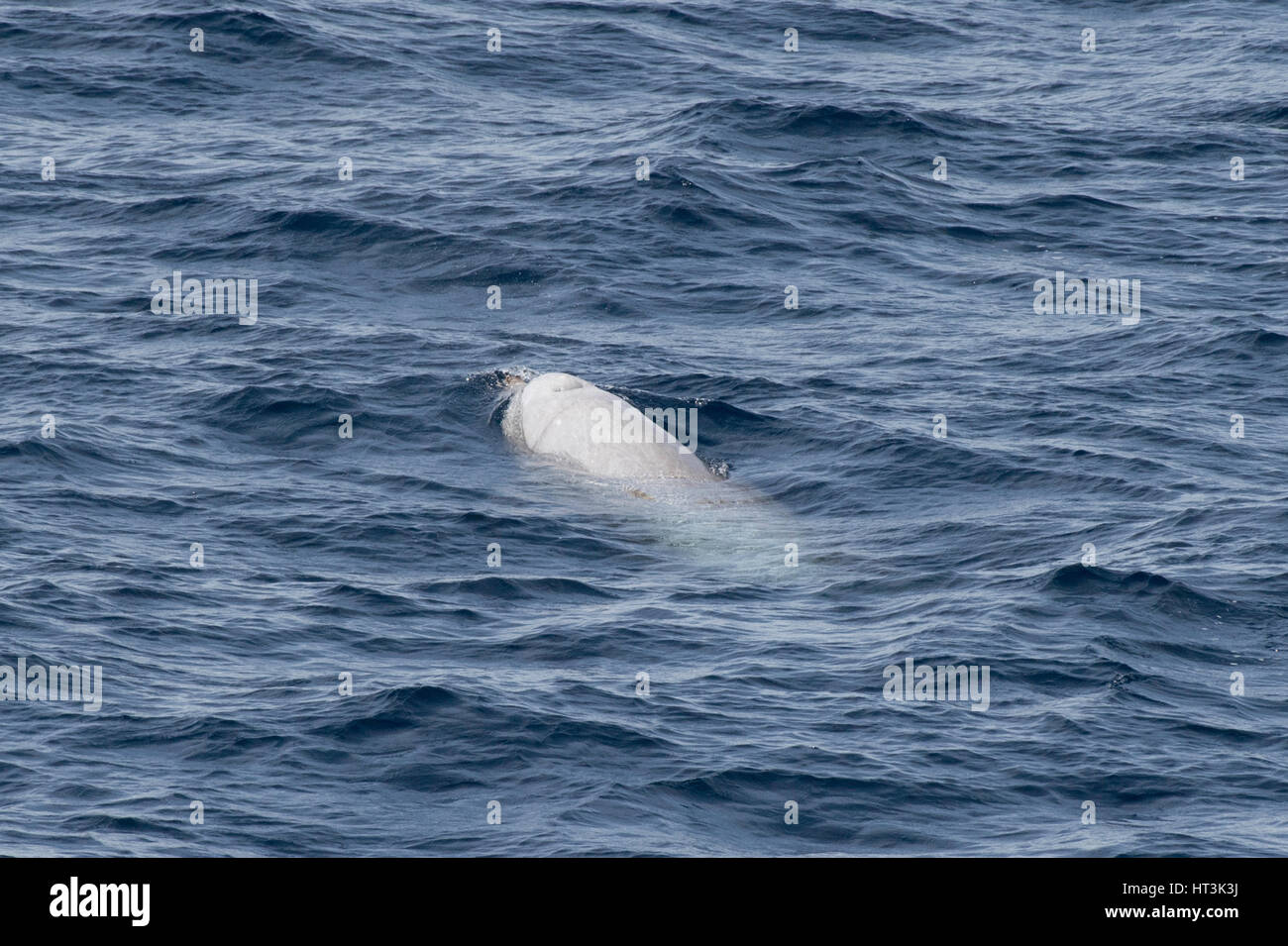 Macho de ballena de Cuvier o edredones de ballena picuda, Ziphius cavirostris, surgen varios cientos de millas de Mauritania, el Norte de África Foto de stock