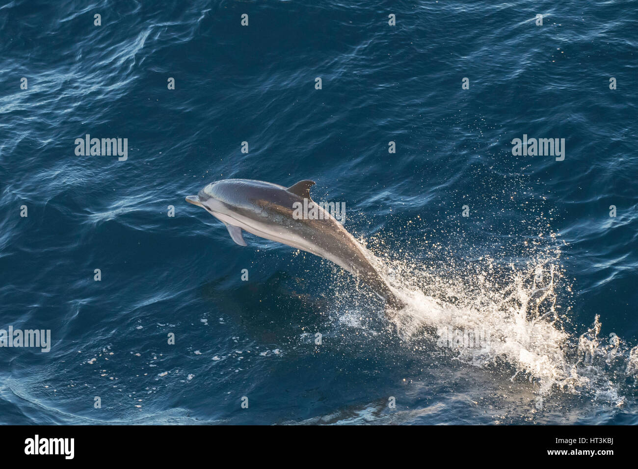 Saltar, Stenella coeruleoalba Delfín listado, fuera de Lisboa, Portugal, del Océano Atlántico del Norte Foto de stock