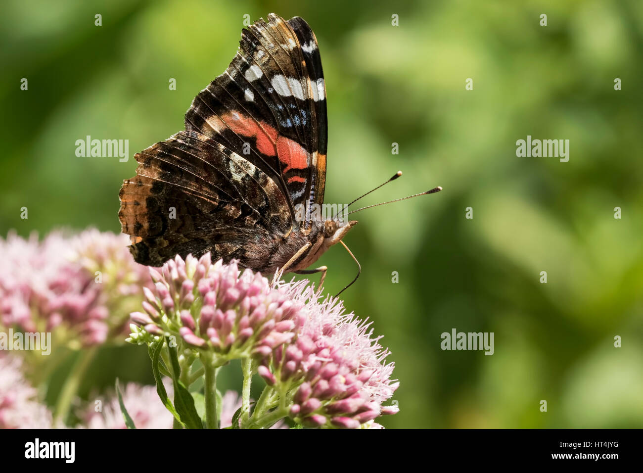 Almirante rojo mariposa, Vanessa Atalanta, alimentando el néctar. Foto de stock