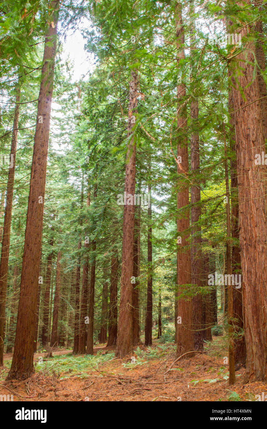 Costa Redwood (Sequoia sempervirens) grandes árboles en el Redwood Grove, Leighton, Powys, Gales. De noviembre. Foto de stock