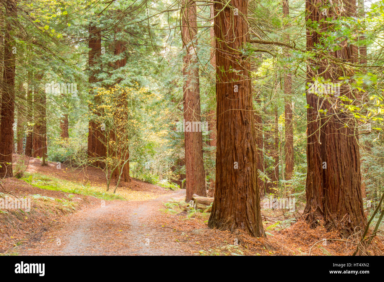 Costa Redwood (Sequoia sempervirens), grande (40m+), algunos árboles plantados en 1857 en el Redwood Grove, Leighton, Powys, Gales. De noviembre. Foto de stock