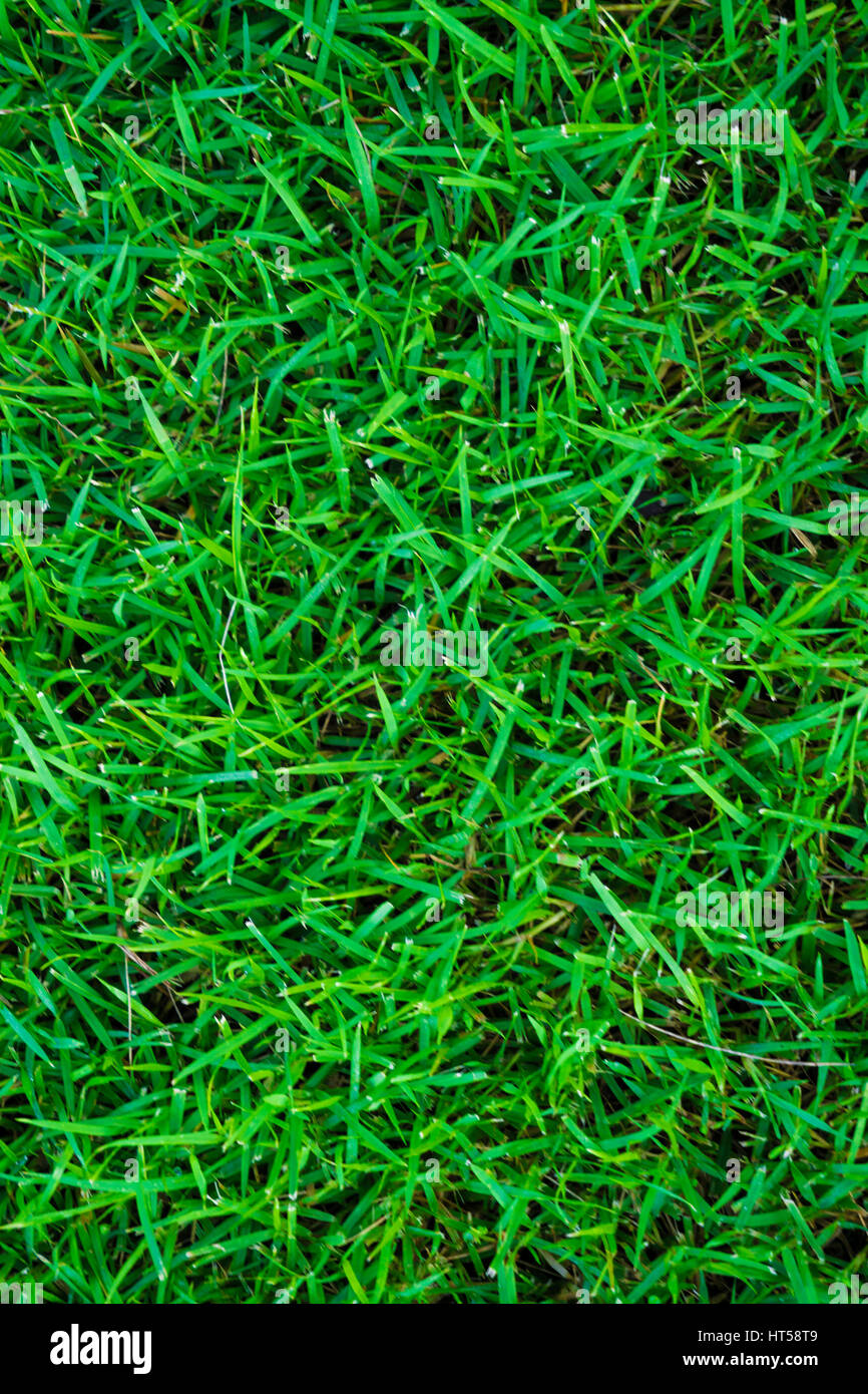 La pasto verde fresco, textura de fondo natural de césped real