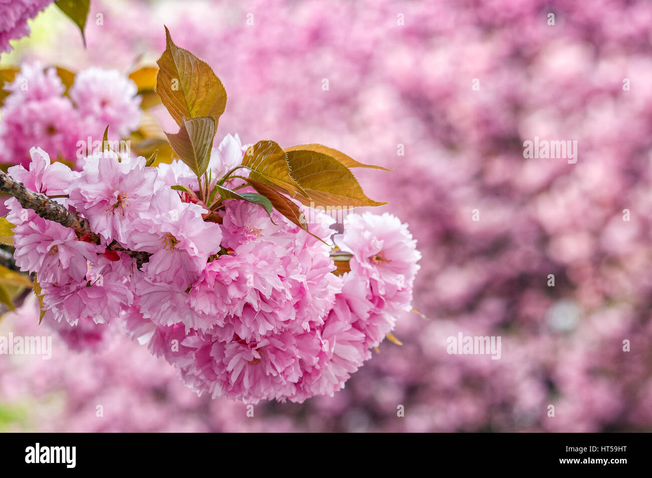 Bella primavera closeup fondo. Sakura florales en el jardín Foto de stock