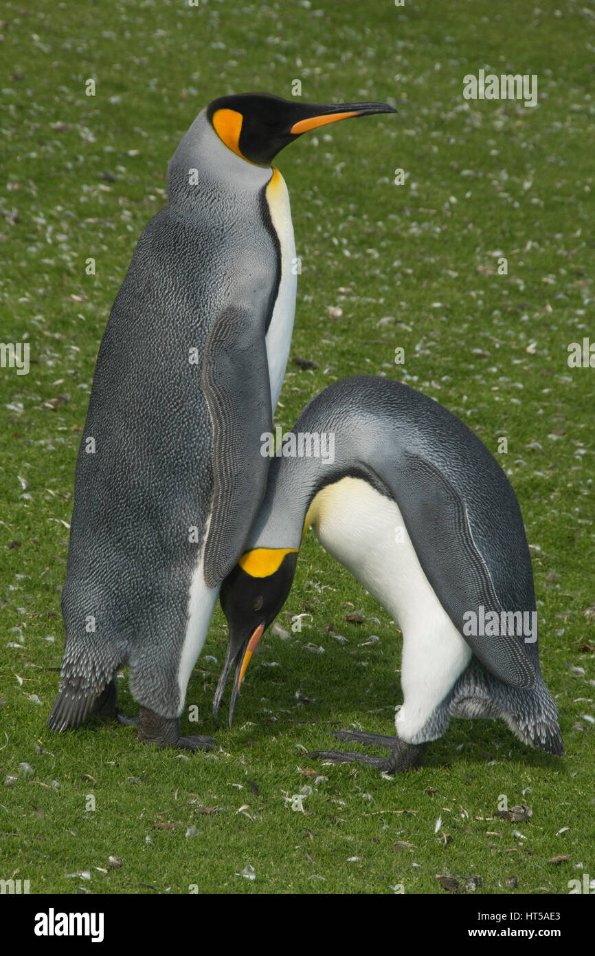 Pingüino Rey (Aptenodytes patagonicus), el punto de voluntariado, Islas Malvinas, cortejando a par Foto de stock
