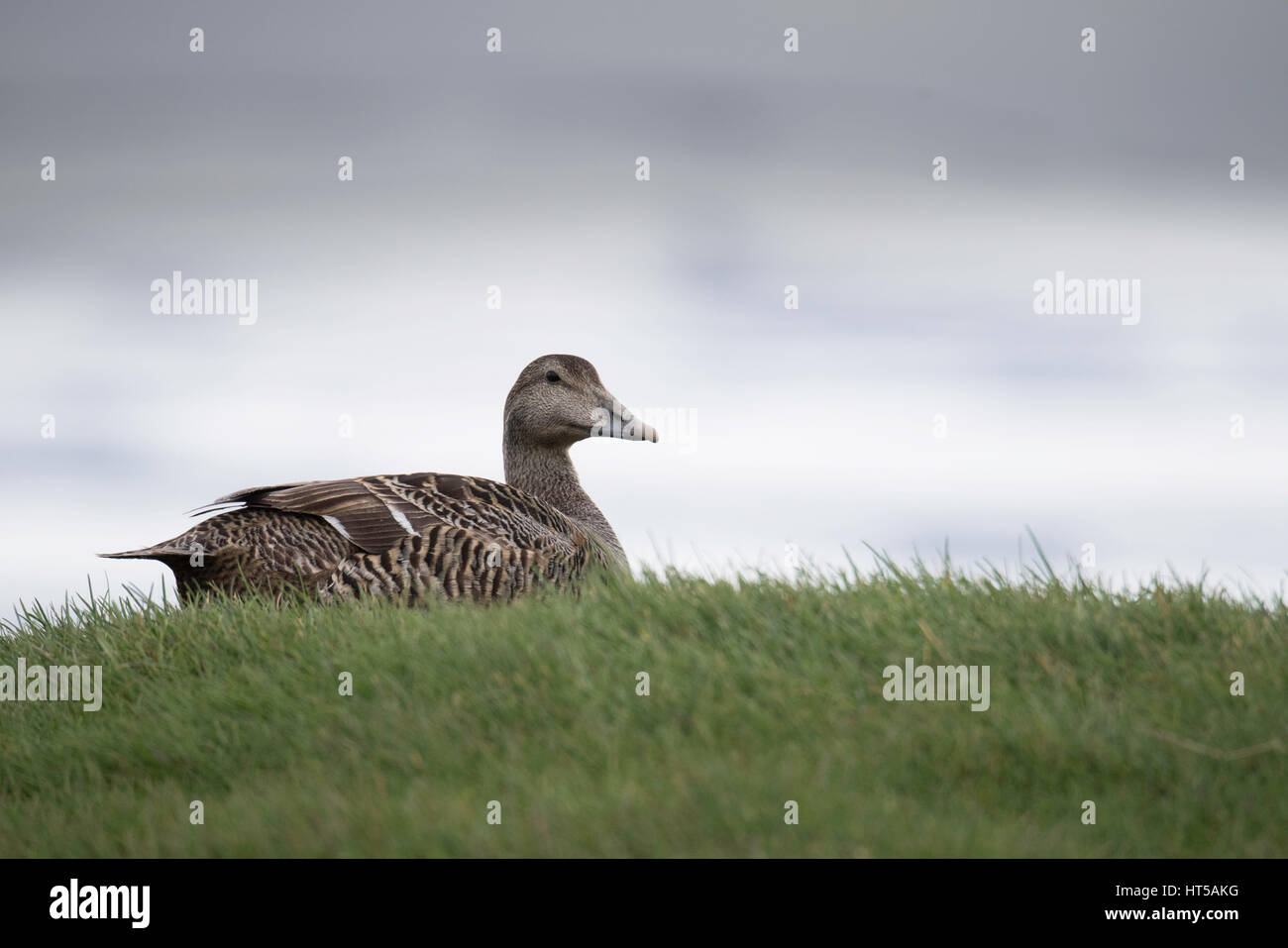 Eider común hembra de pato. Somateria mollissima, sentado sobre el nido en Isafjordur, al norte de Islandia, el Océano Atlántico Norte Foto de stock