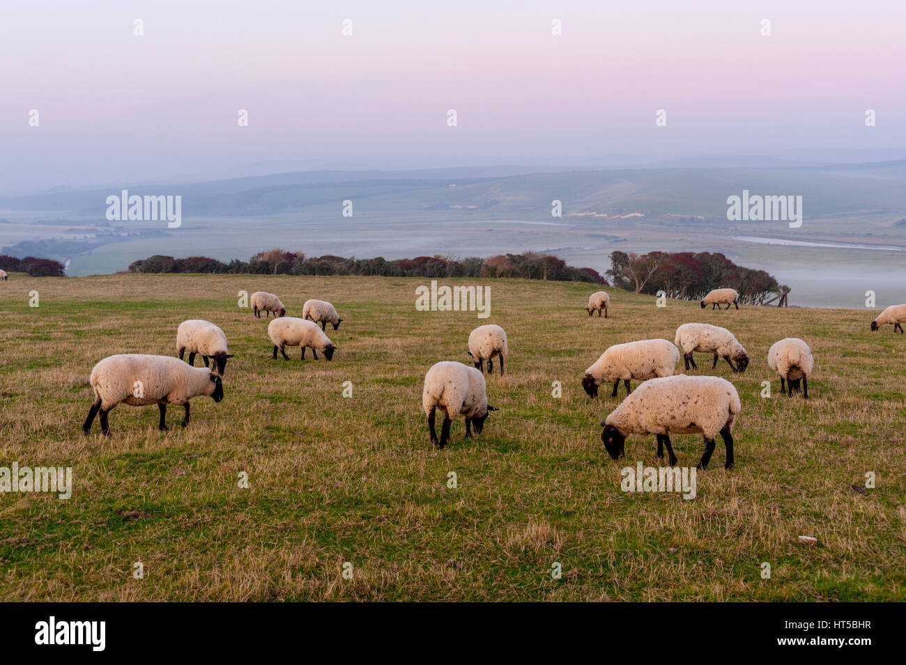 Rebaño de ovejas en los South Downs a Seaford cabeza. Foto de stock